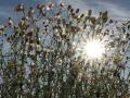 24-DSC05117-