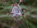 30-DSC04650-
