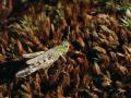 35-DSC04982-