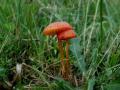 37-DSC03871-