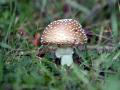 38-DSC04381-