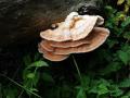 41-DSC04254-