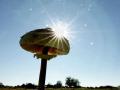 42-DSC05247-