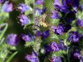04-DSC02990-