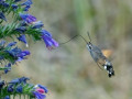 07-DSC03455-
