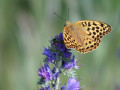 11-DSC03102-
