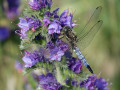 14-DSC03075-