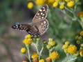 24-DSC03329-