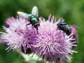 32-DSC03208-