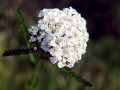 40-DSC03351-