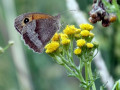 41-DSC03561-