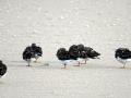 09-DSC07067-