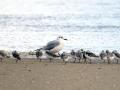 10-DSC07070-