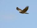 13-DSC07133-