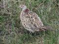 14-DSC07129-