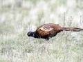 15-DSC07172-