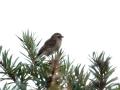 16-DSC07184-