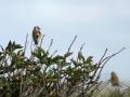 17-DSC07101-