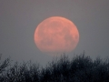 003 DSC07623 Bloedmaan 8.30 uur 21-01-2019, Vinkenbaandriften.