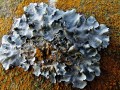 25-DSC07714-Parmelia-subrudecta-op-boomstam.