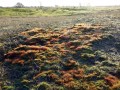 28-DSC05546-Gewoon-PurpersteeltjeDe-Vellen.