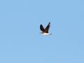 548A9747a-