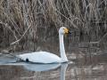 548A9756a-Wilde-Zwaan