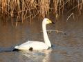 548A9766a-Wilde-Zwaan
