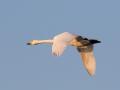 548A9788a-Wilde-Zwaan