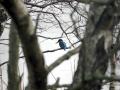 11-DSC09066-