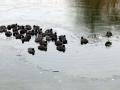 12-DSC09093-