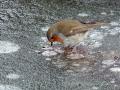 16-DSC09226-