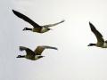 27-DSC08850-