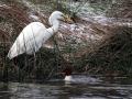 31-DSC09329-