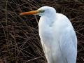 34-DSC09342-