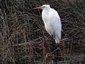 35-DSC09343-