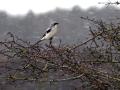 40-DSC09591-