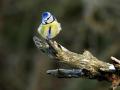 44-DSC09552-