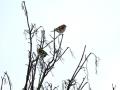 45-DSC09489-