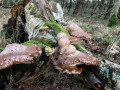 24-DSC00794-