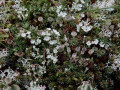 29-DSC01375-