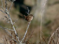 50-DSC01313-