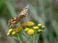 19-DSC06852-
