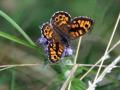20-DSC06965-