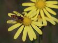 26-DSC05697-