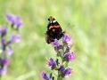 30-DSC05711-