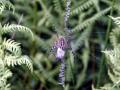 34-DSC06635-
