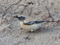 Woestijntapuit_206668