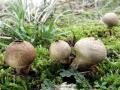 08-DSC04444-Melige-stuifzwam-Stirumsduinen.