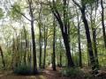 11-DSC04419-Engelse-bos.